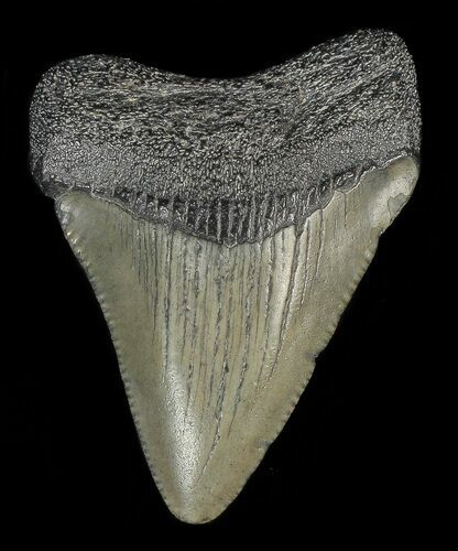 Juvenile Megalodon Tooth #69313